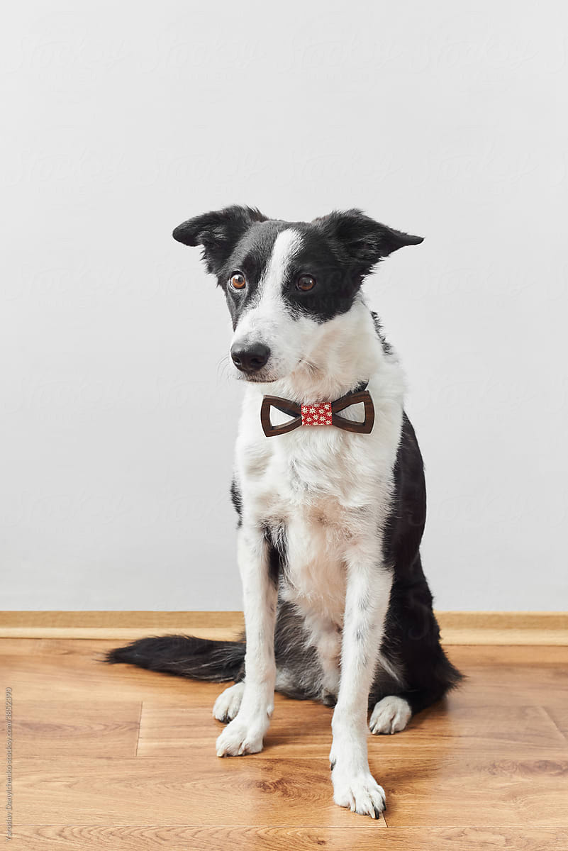 Black and white dog with bow tie