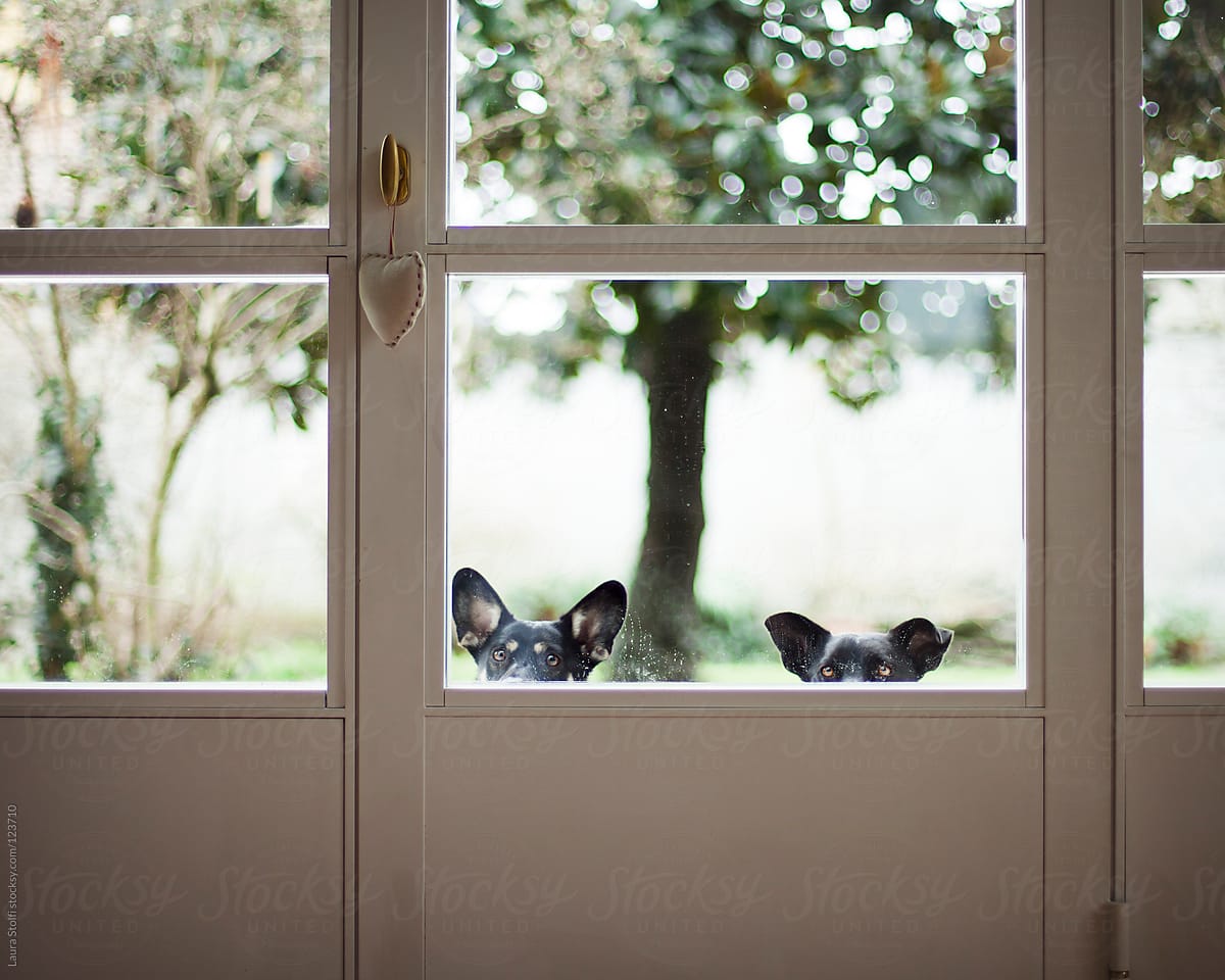 Dogs peeking inside and waiting for the door to be opened