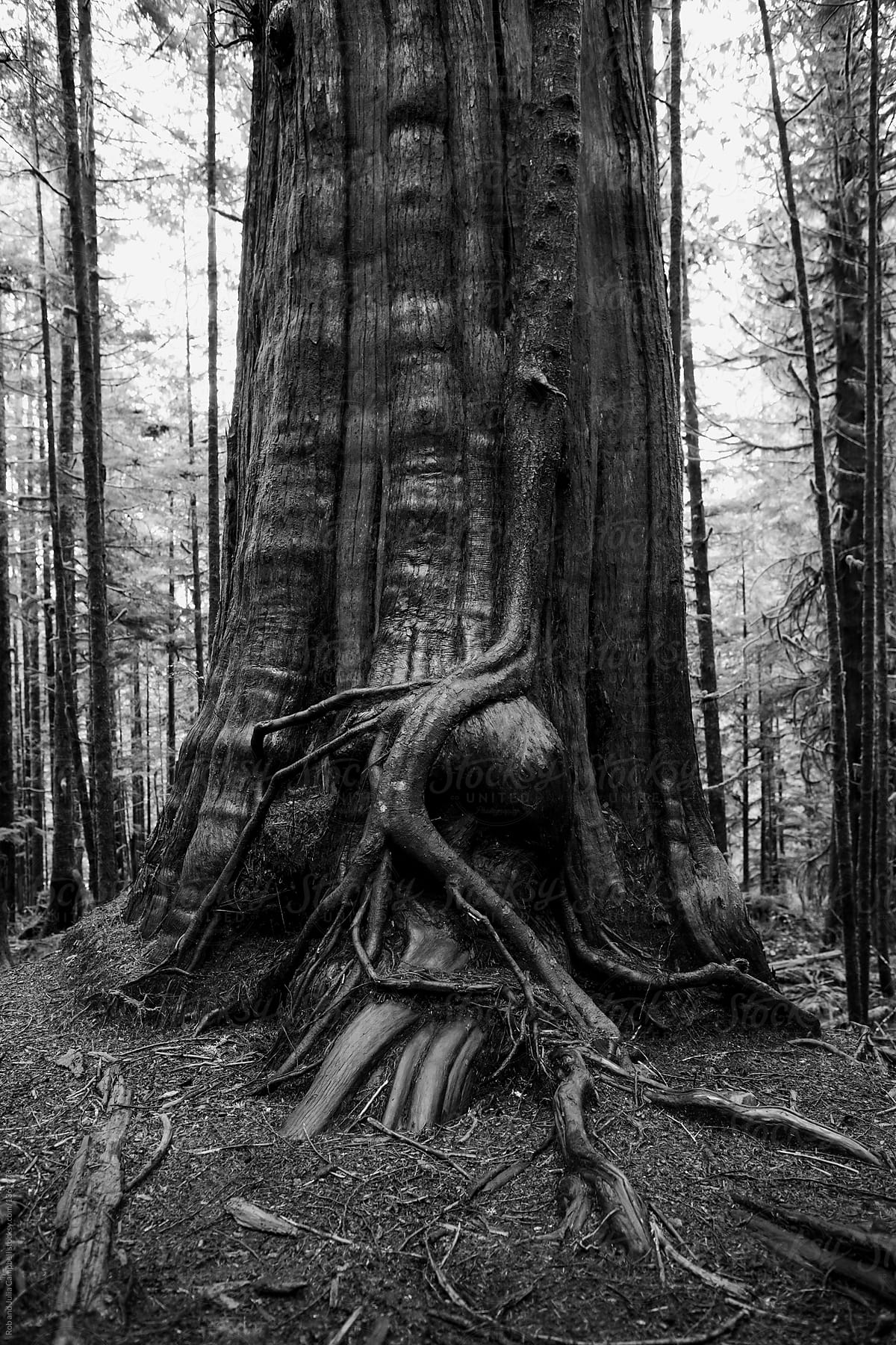 Old growth cedar trees in Pacific North West