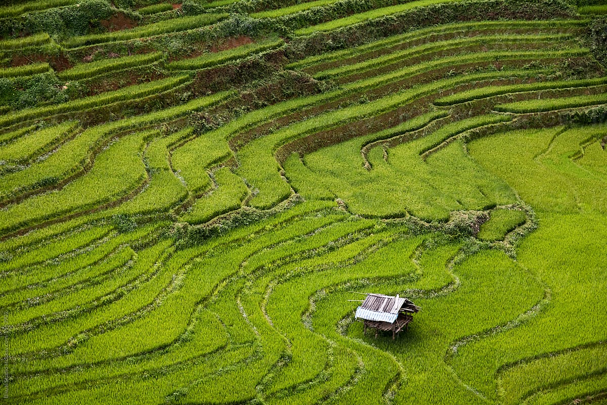 Vietnamese house on rice field