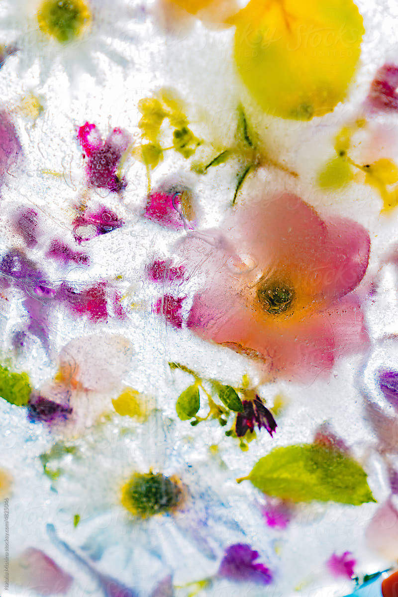 Darden flowers frozen in water.