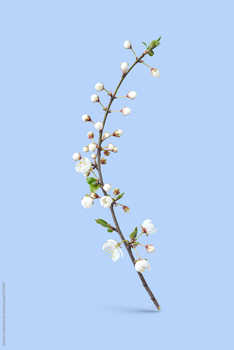 Tender twig of blooming cherry.