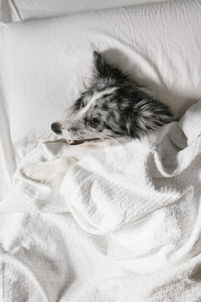 Dog sleeps in a human bed