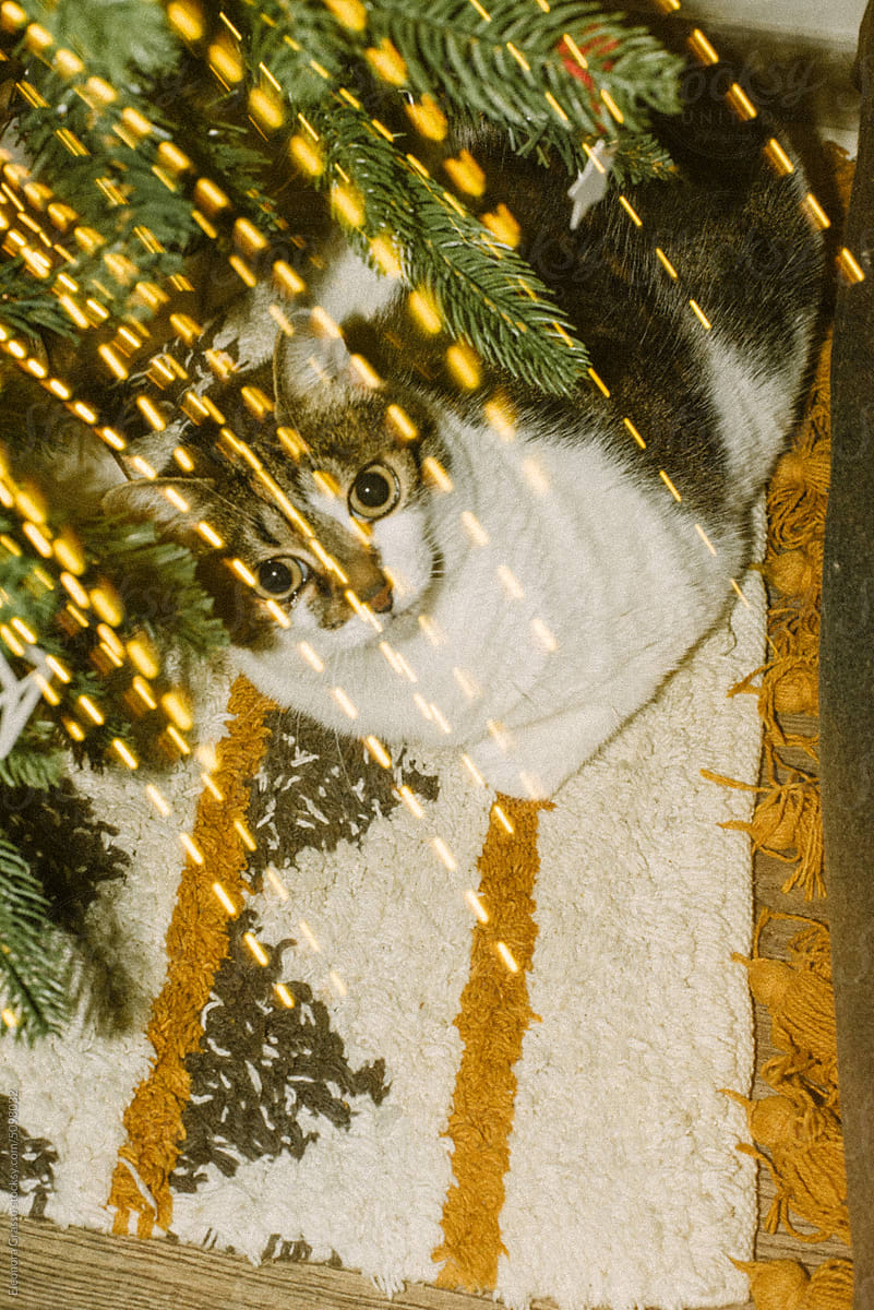 Cat hiding under a christmas tree