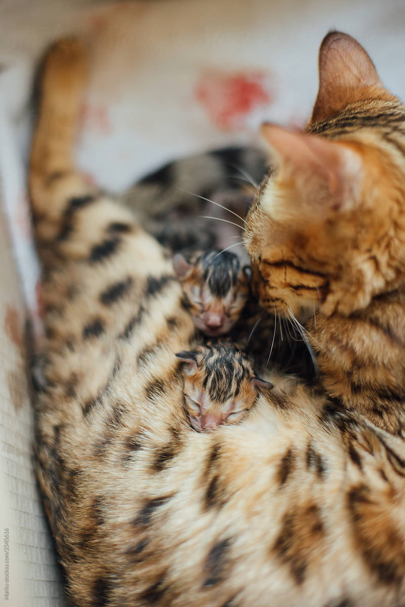Cat mother with newborn kittens
