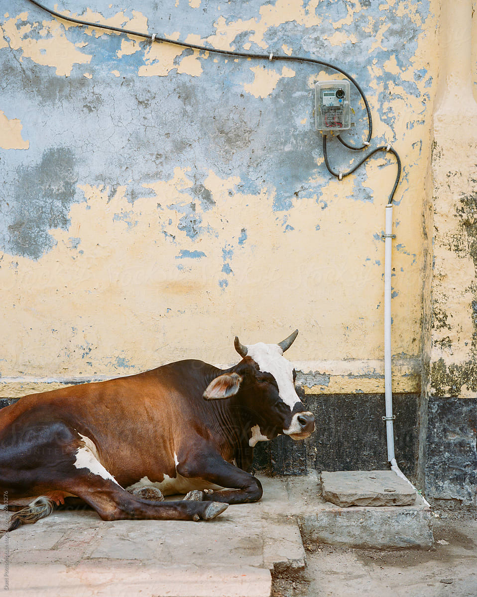 Portrait of a beautiful holy indian cow in a small town in India