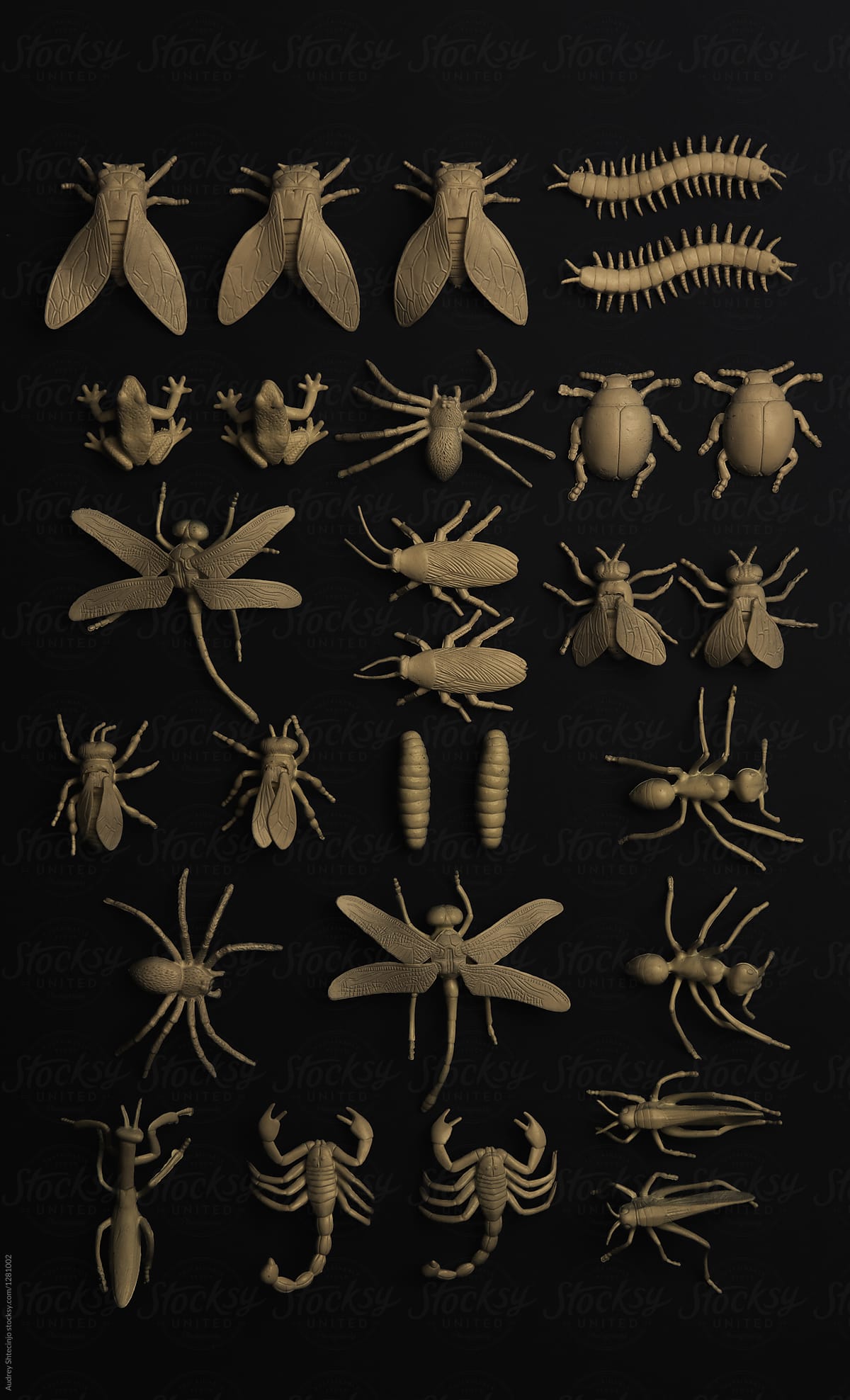 Insectorium/Collection Of Bugs/Insects.