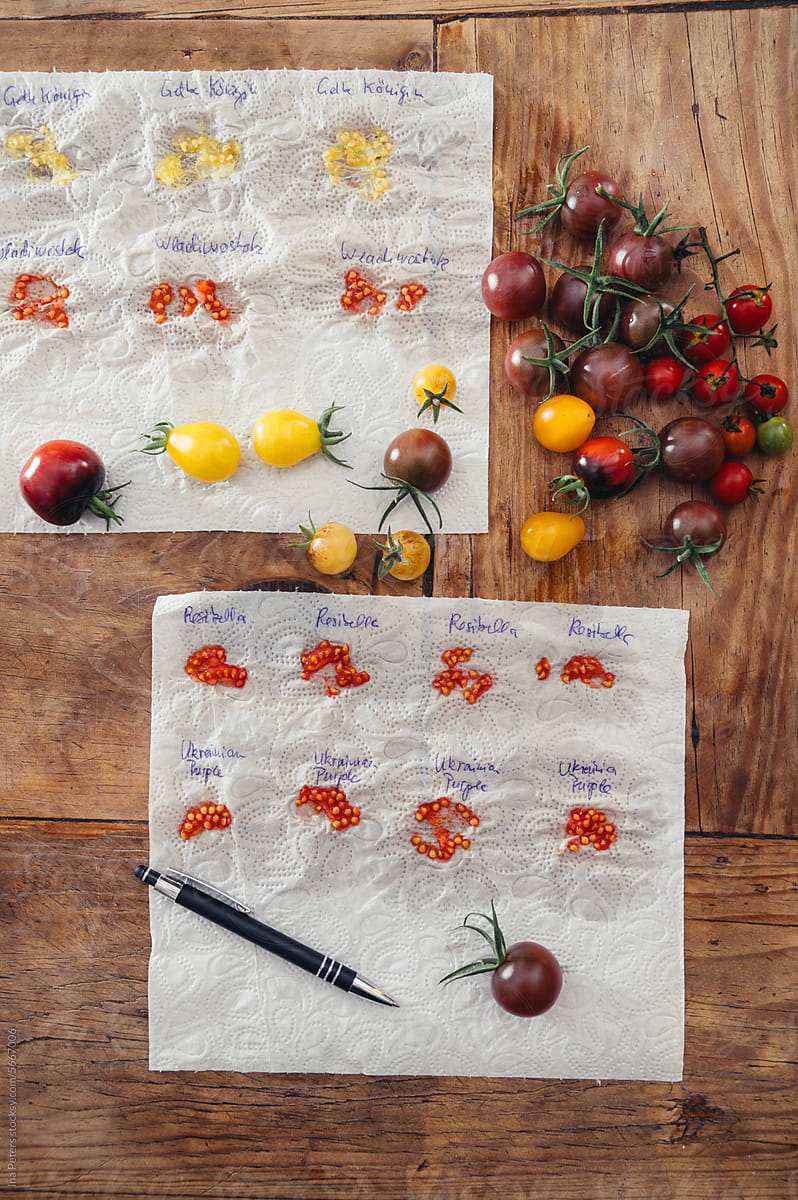 Preparing tomato seeds