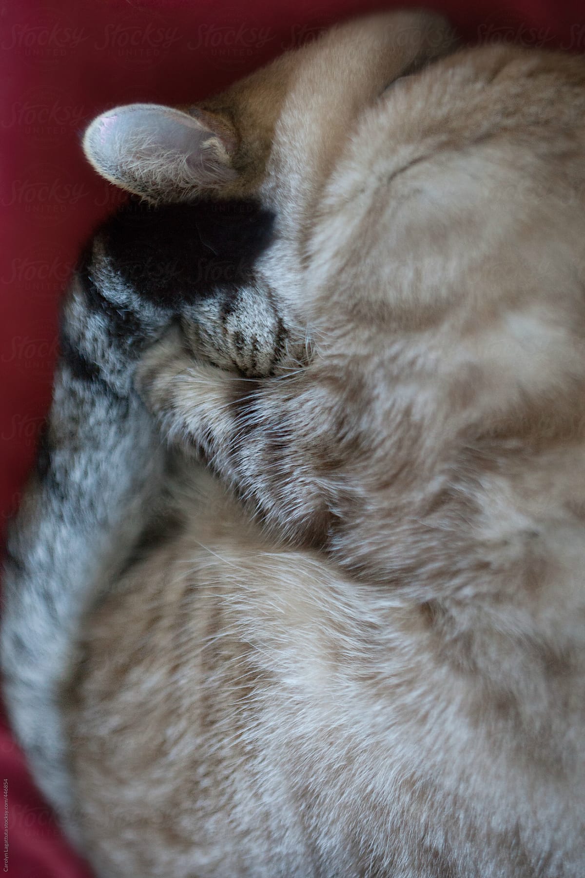 Siamese cat curled up in a ball with her paws over her face