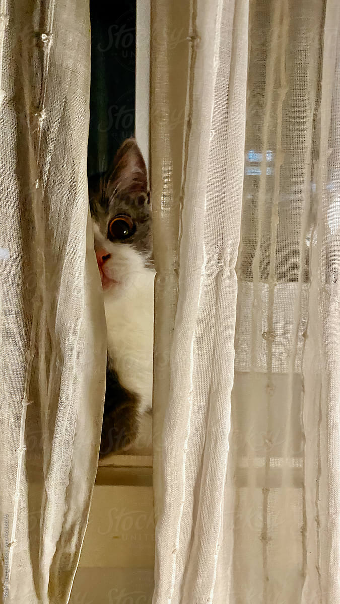 kitten on windowsill in low light room