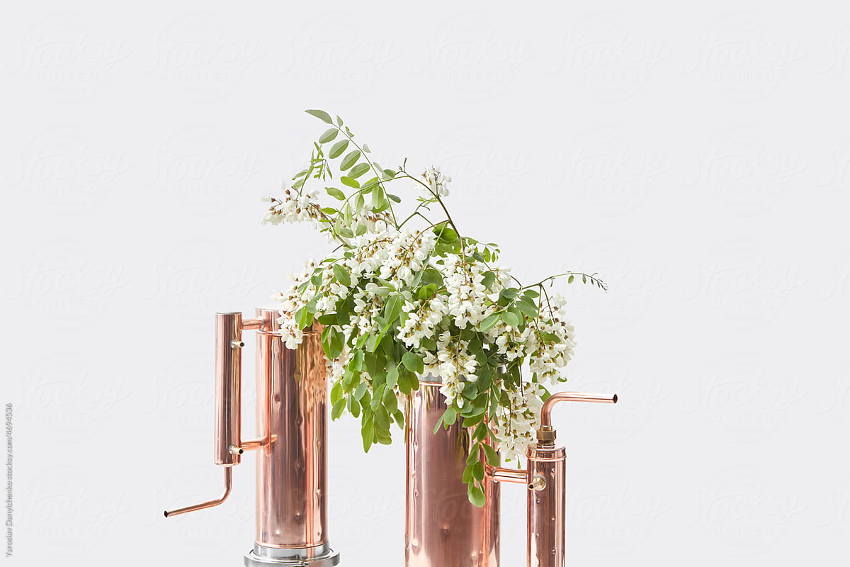 Distilling apparatus with Acacia flowers