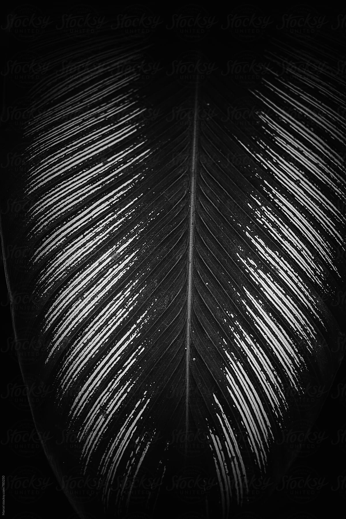 Dark b&w of an exotic palm leaf