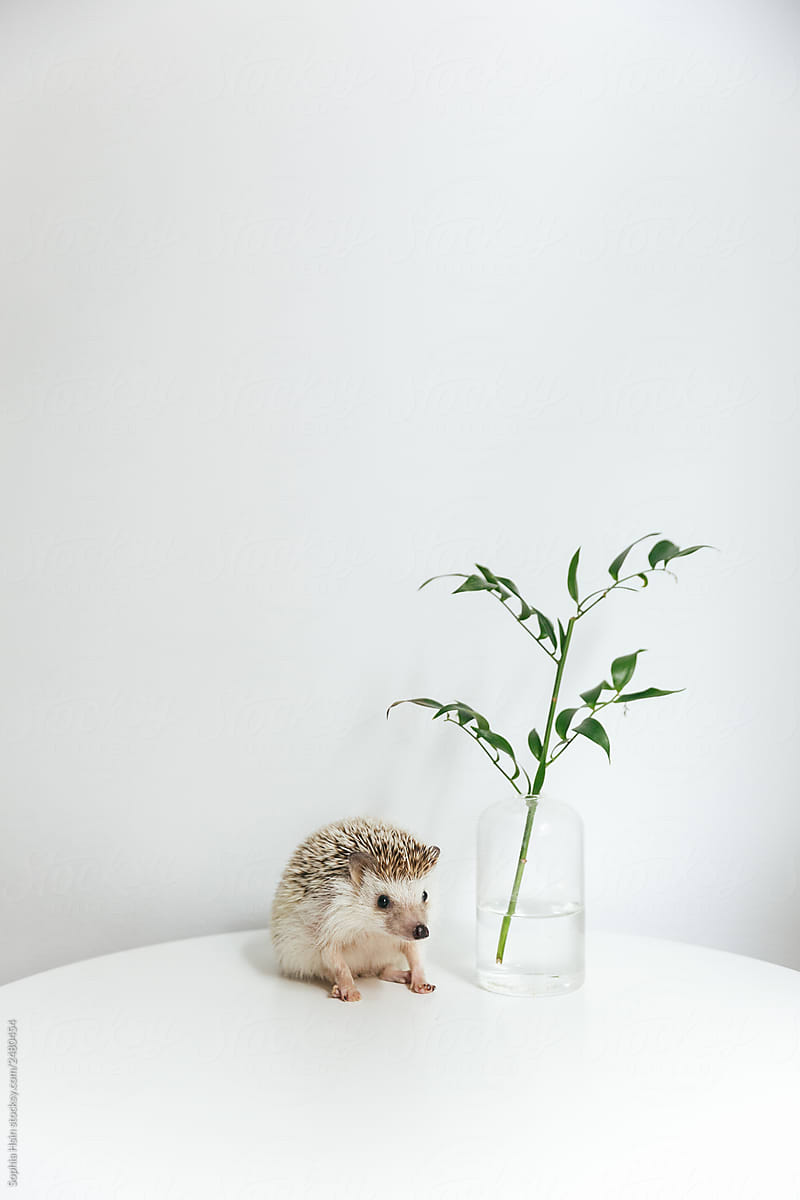 Hedgehog sitting on table with plants