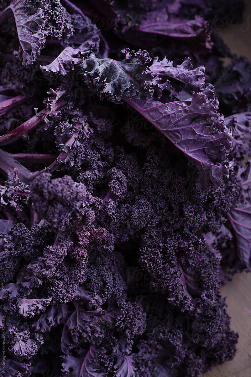 Fresh Purple Kale