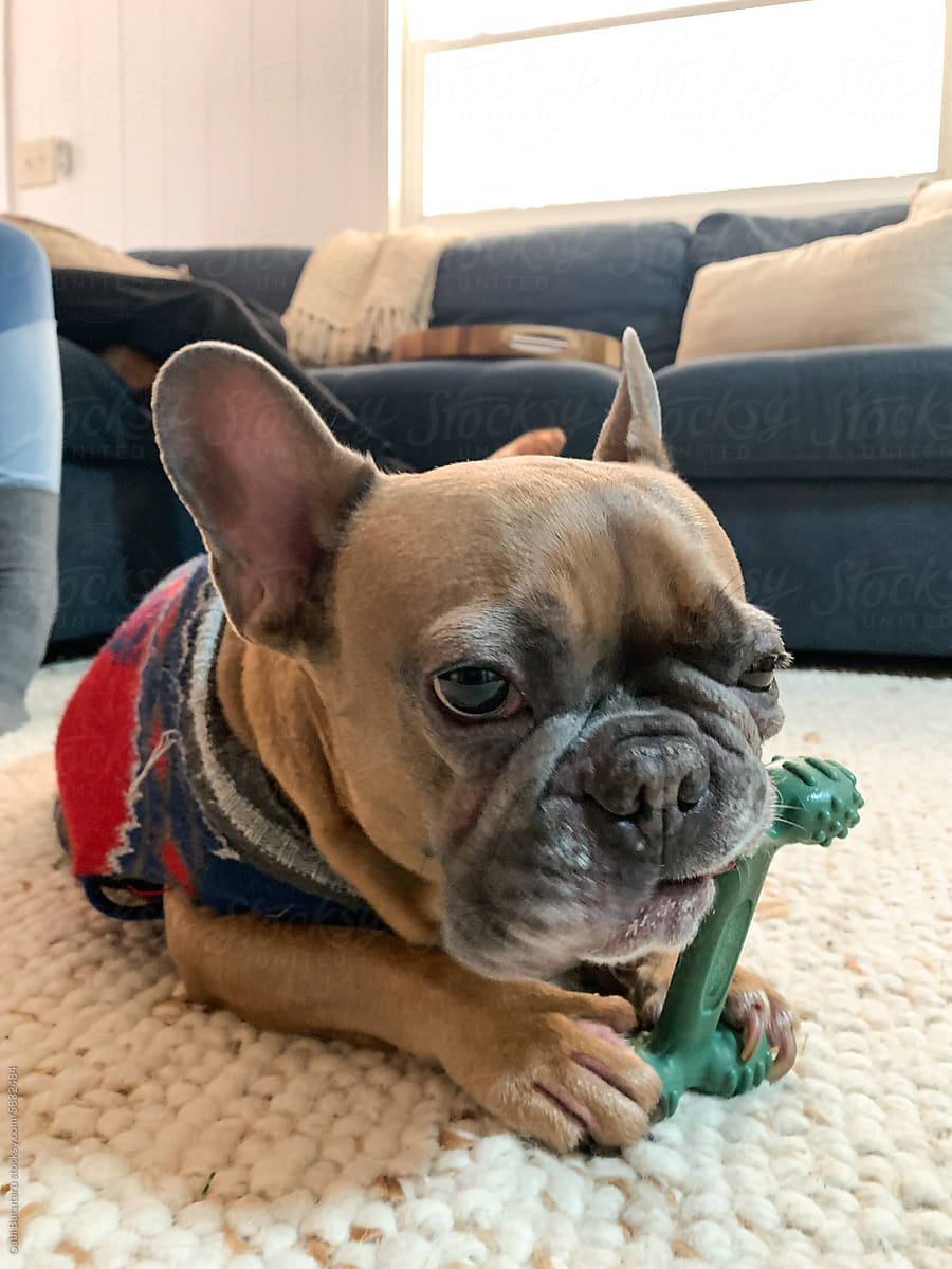 Cute Frenchie dog gnawing a plastic toy