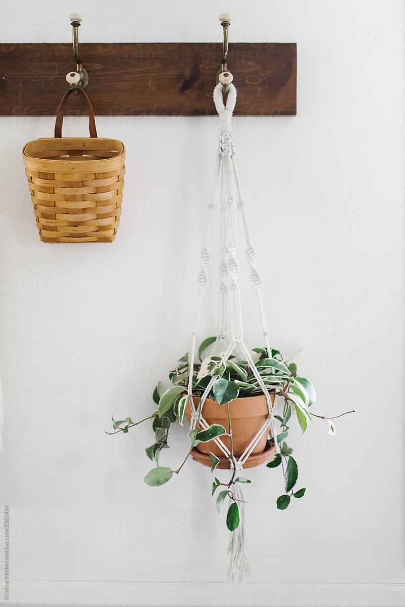 Hanging Basket and Plant on White Wall