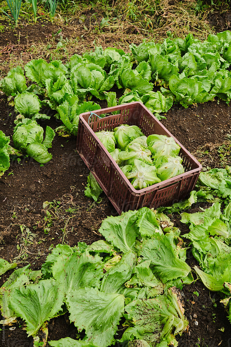 Basket with lettuce in a vegetable garden