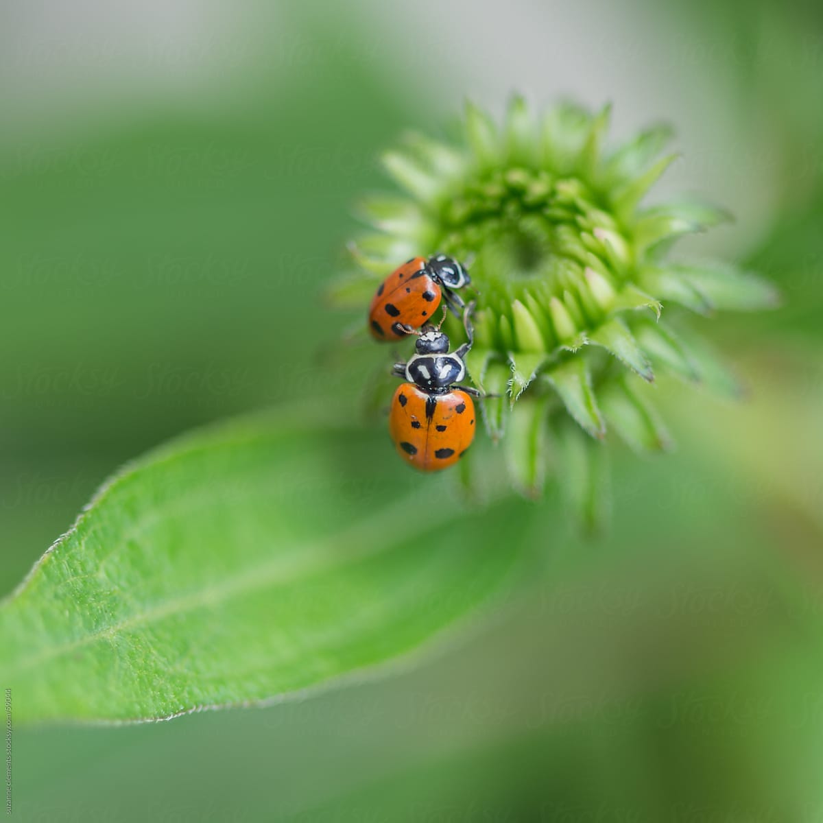 Ladybugs in the Garden Natural Pest Control