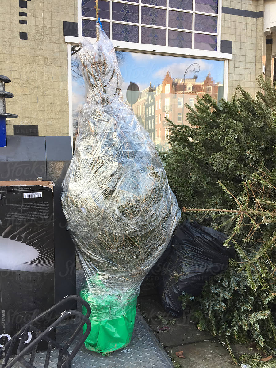 disposed of christmas trees on street