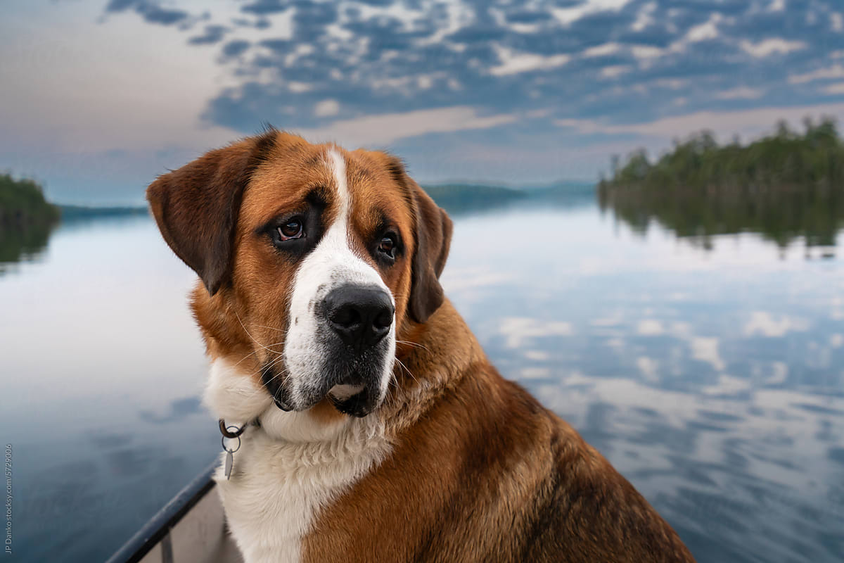 Portrait of Large Saint Bernard Dog in Canoe