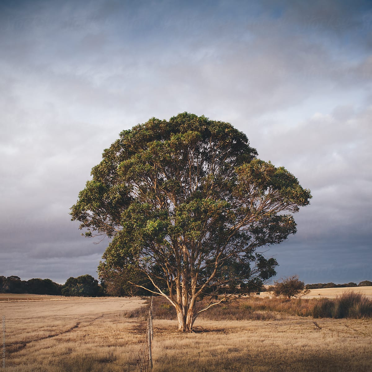 Australian In Rural by Robert Lang