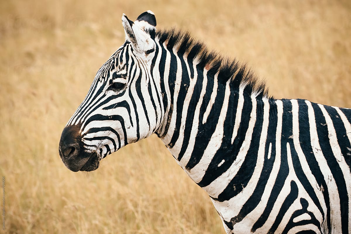 zebra in Ngorongoro Crater Conservation Area, Tanzania