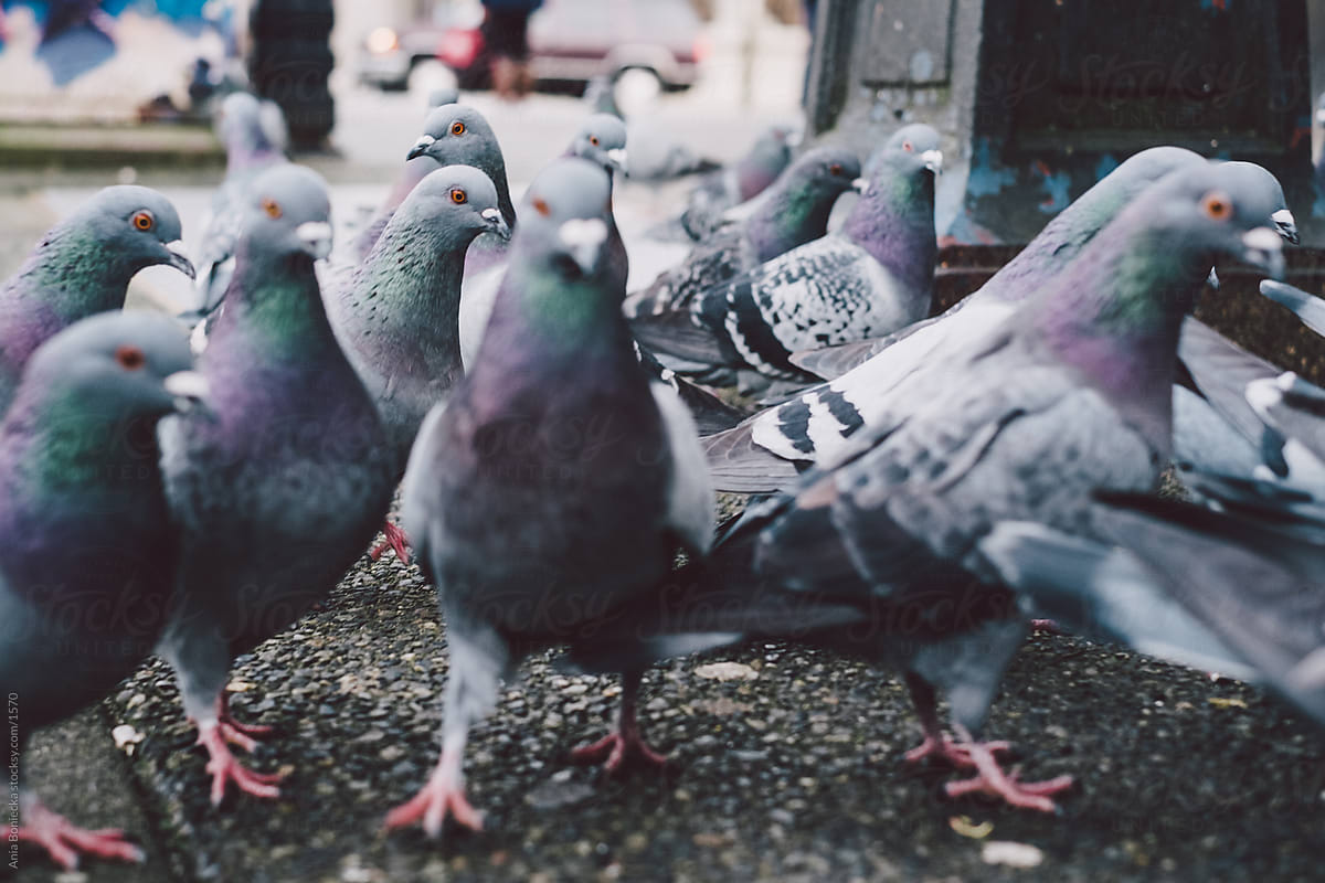 Pigeons on the ground closeup