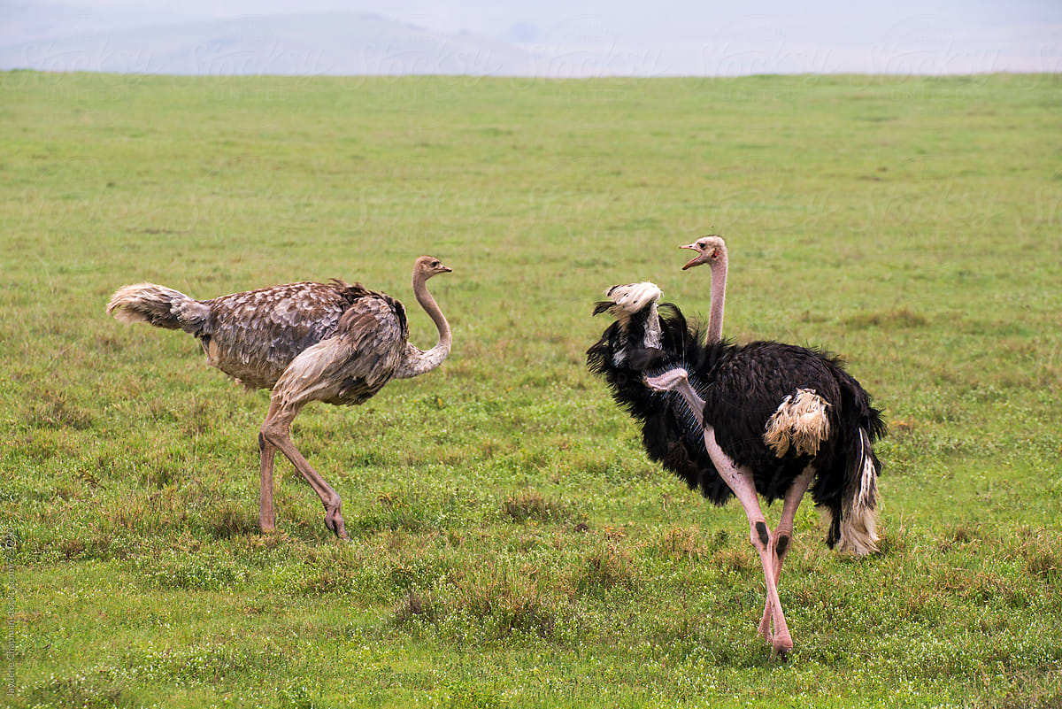 Female and male ostrich in a dance