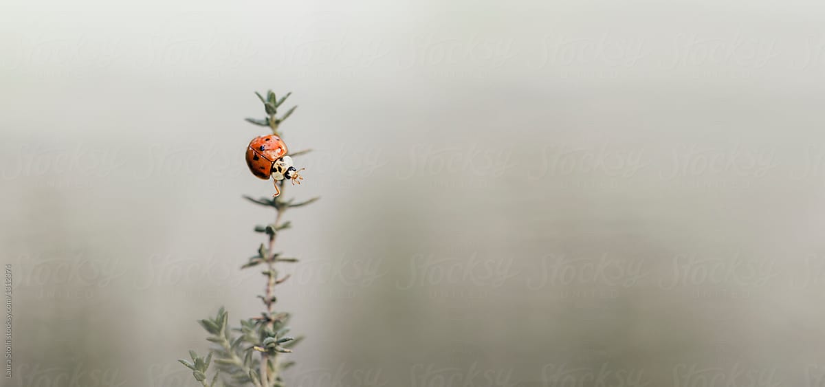 Ladybug on aromatic plant\'s twig in overcast wintry day