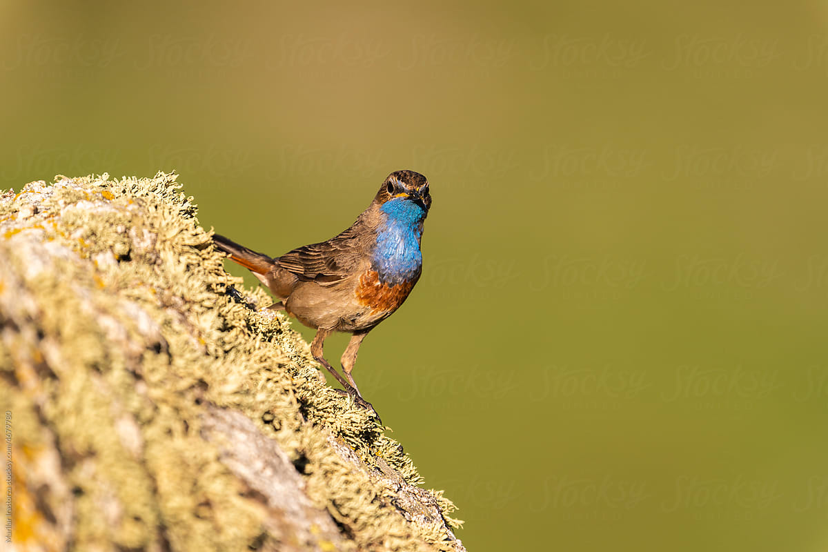 Male Bluethroat Looking At The Camera
