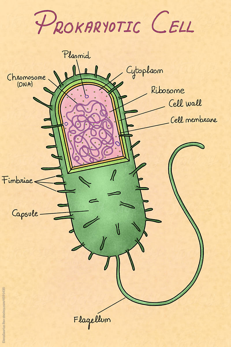 Prokaryotic cell anatomy illustration
