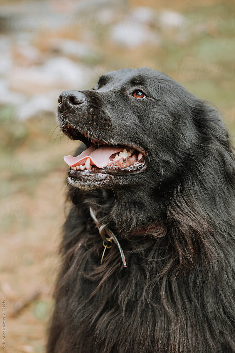 Portrait of Black, Furry Mixed-Breed Dog