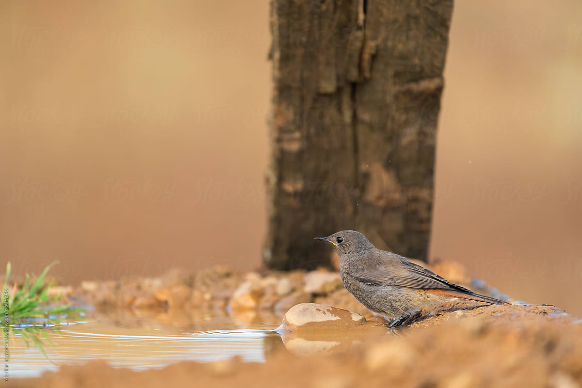 Black Redstart Cools Off In A Pond On A Hot Day