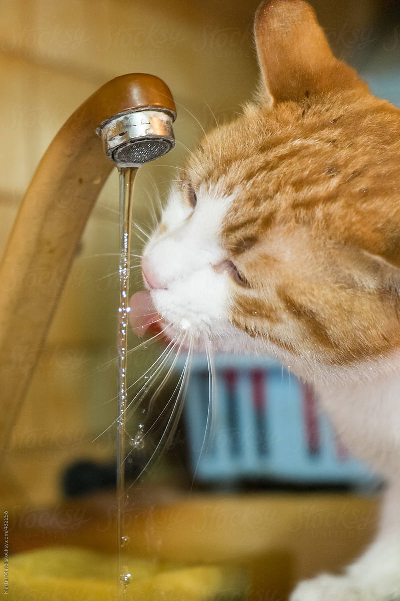 Ginger cat drinking directly from the tap