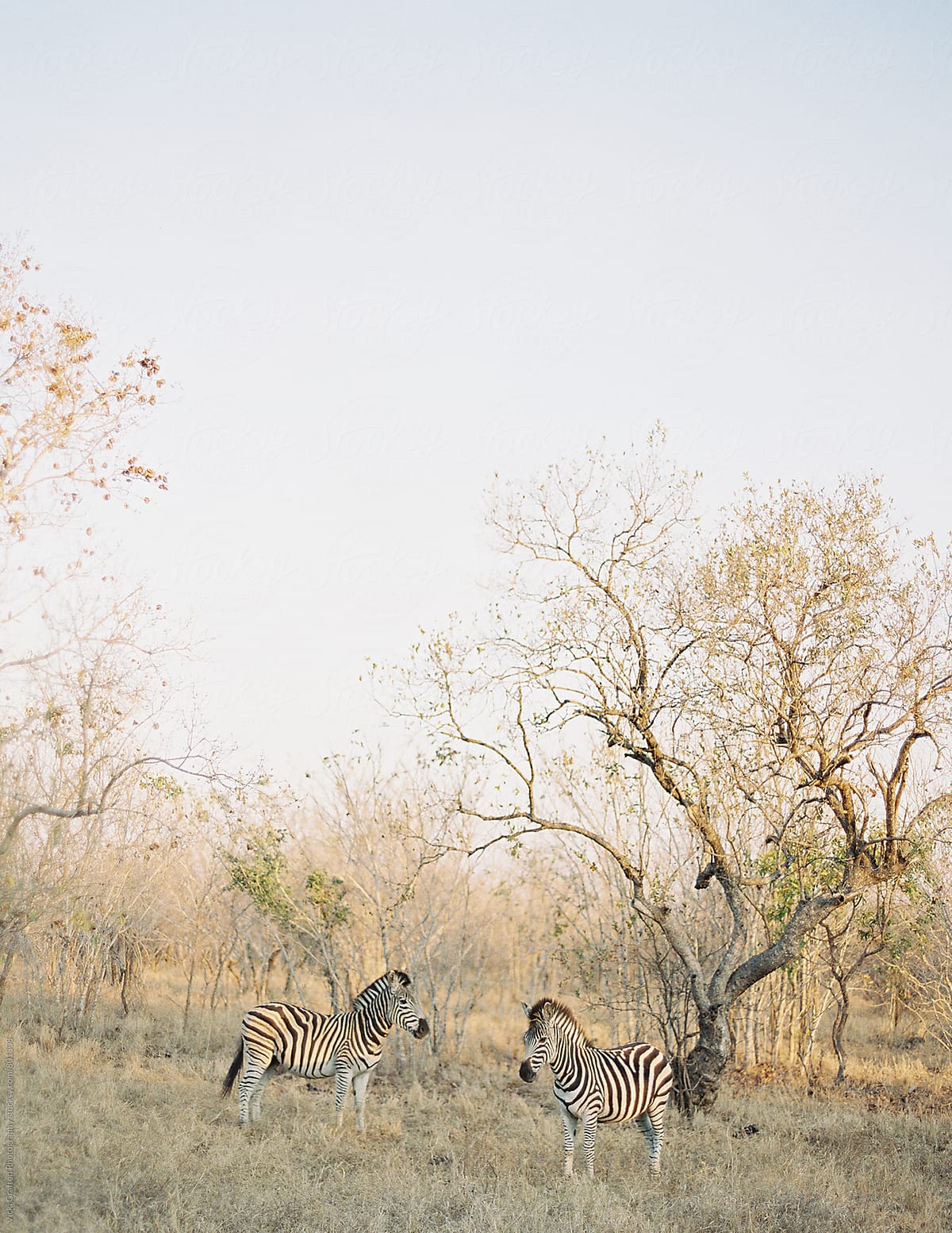 Zebra on Safari in South Africa