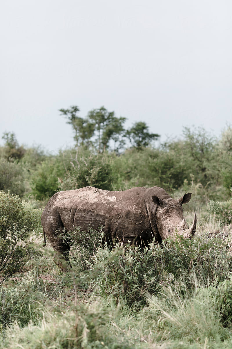 A rhino walking and hiding in the high grass
