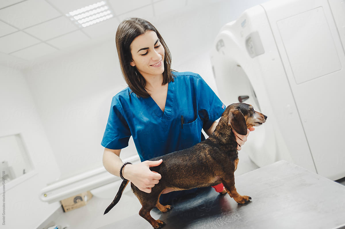 Smiling vet examining dachshund dog in clinic