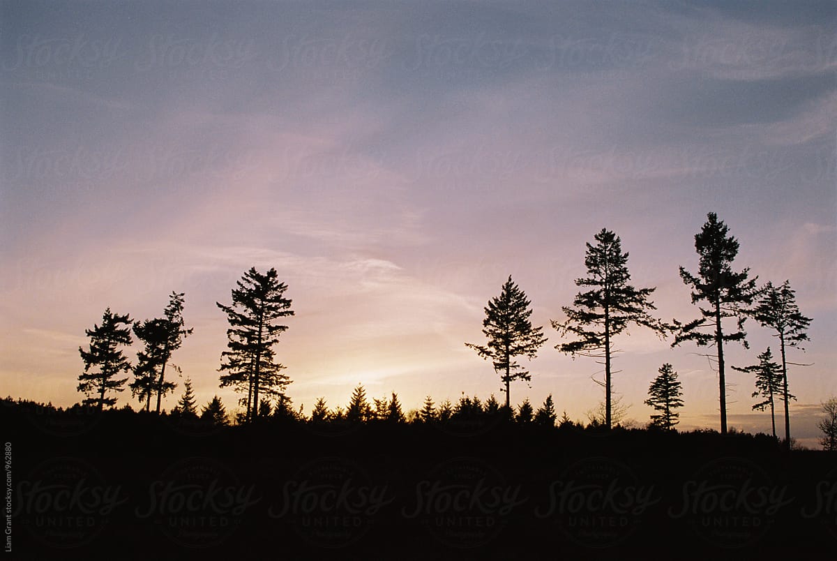 Trees silhouetted against a sunset sky. Norfolk, UK.