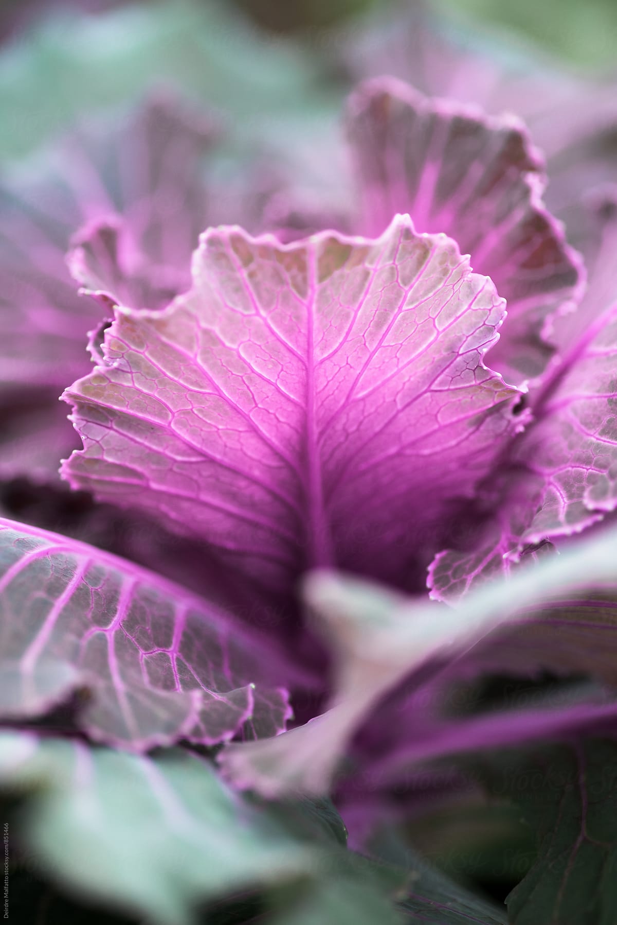 closeup of purple kale leaf