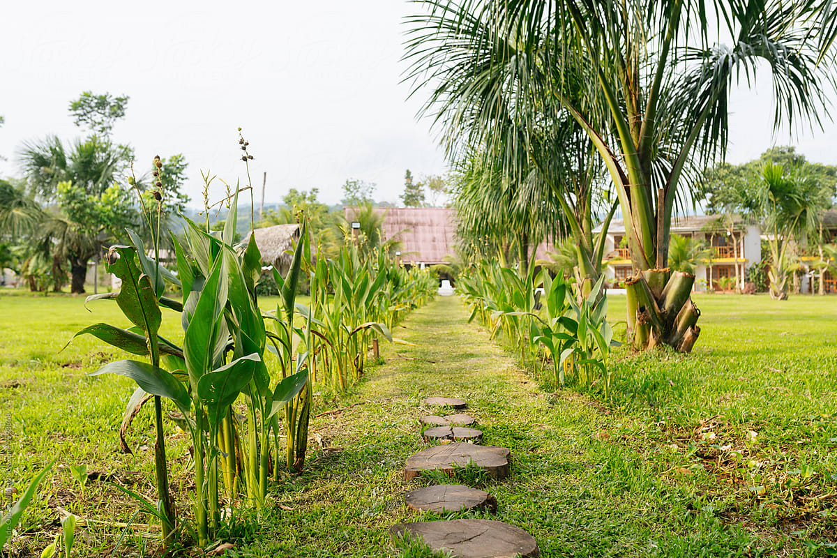 Enchanting Path to the Accommodation
