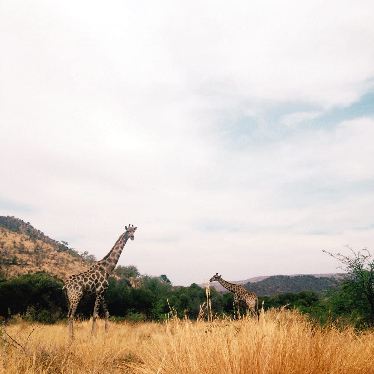 Two giraffes walk across African field below cloudy sky