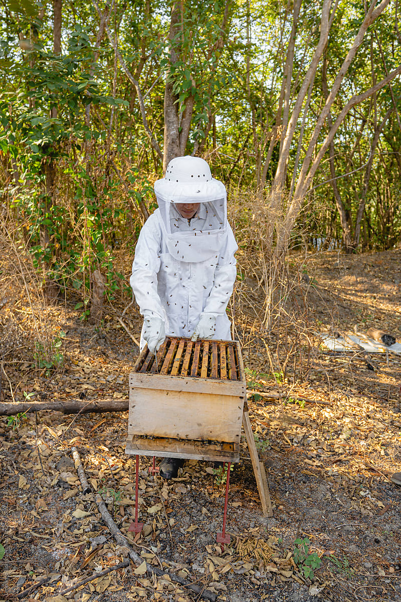 A beekeeper collects honey from her bees