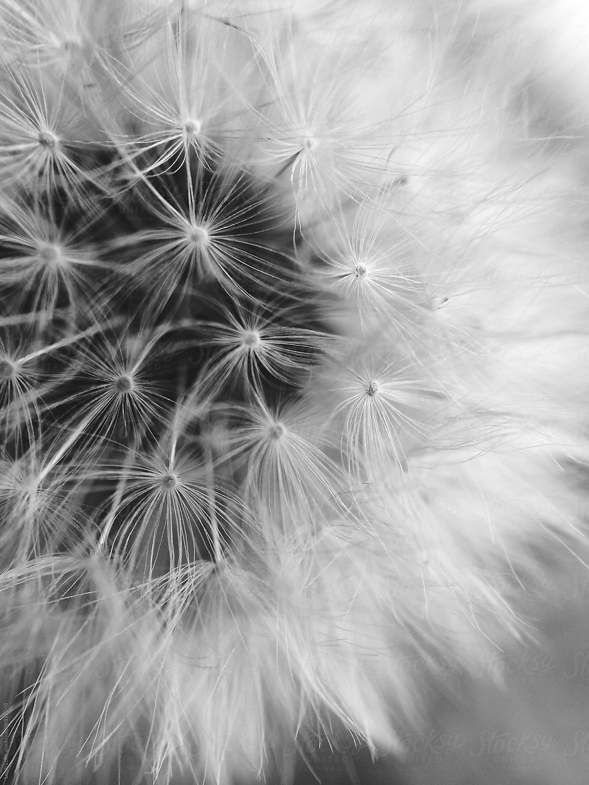 Closeup of A Dandelion