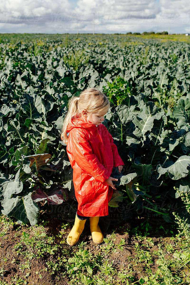 Little kid looking at cabbage in farm field