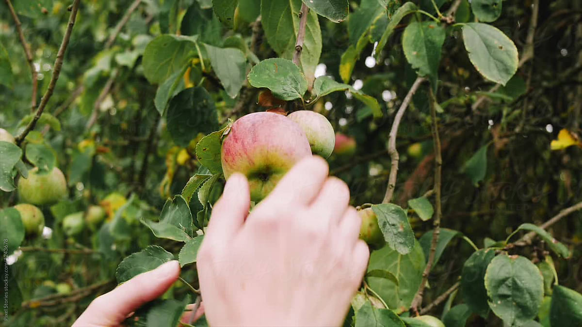 Woman Picking Apples By Stocksy Contributor Pixel Stories Stocksy 4131