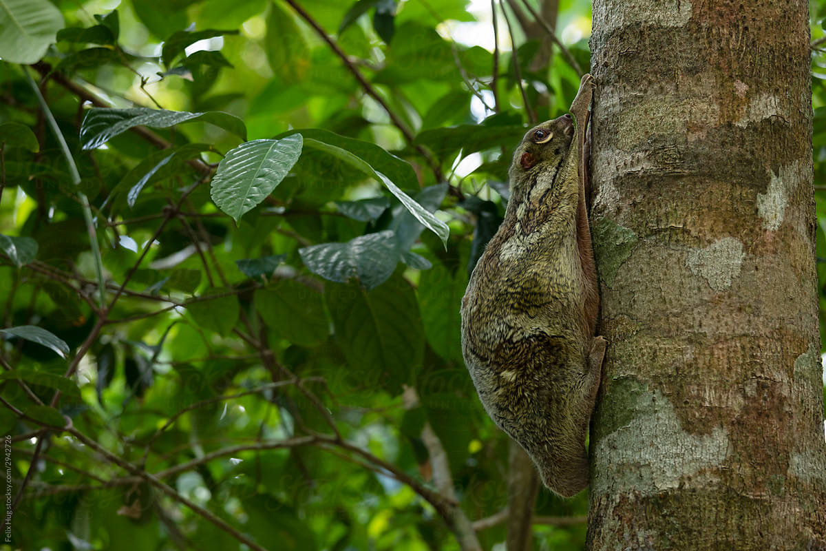 A Flying Lemur in Langkawi is hiding her baby under her fur
