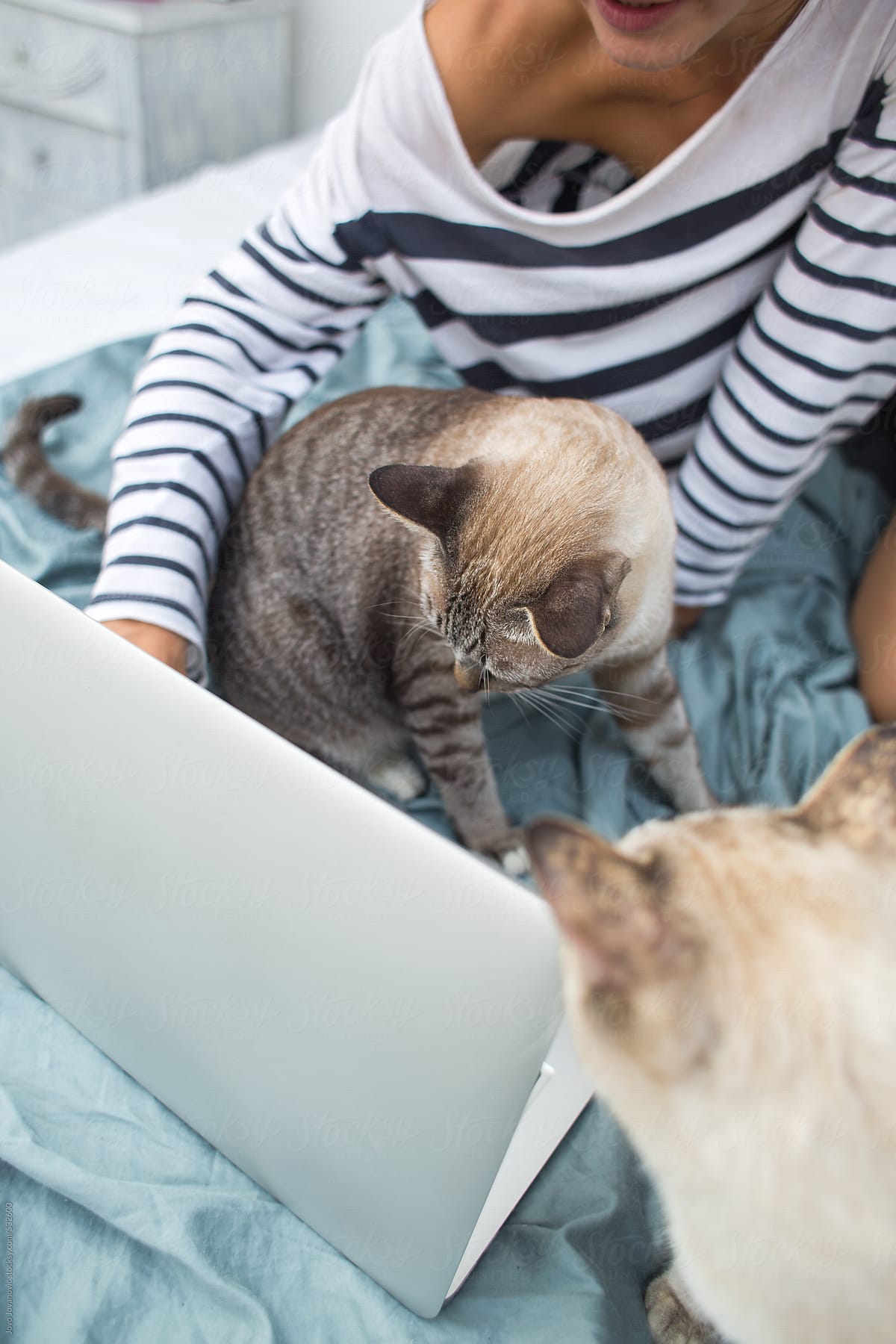 Two cats looking at the laptop