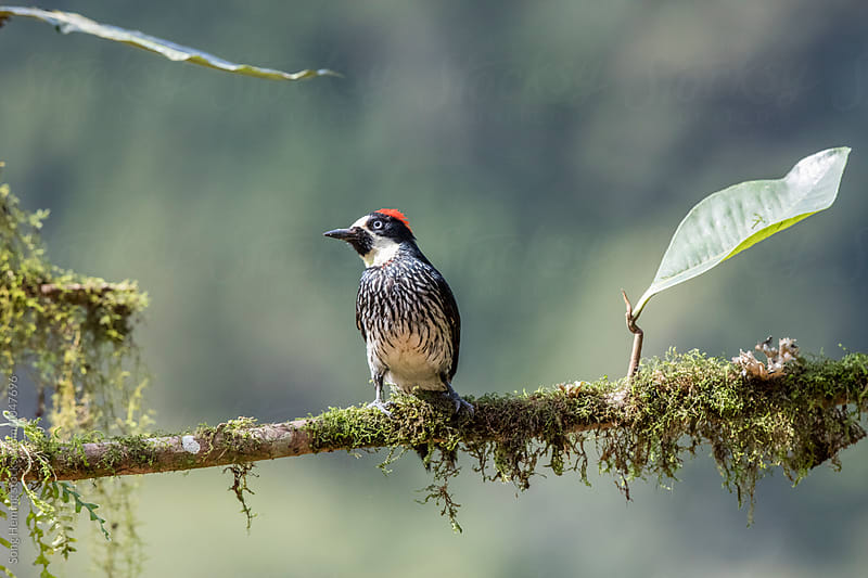 A Acorn Woodpecker  bird standing on the branch with moss