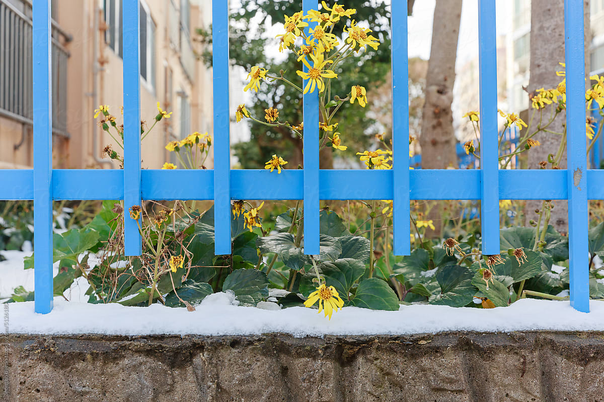 Blue fence and yellow flower.
