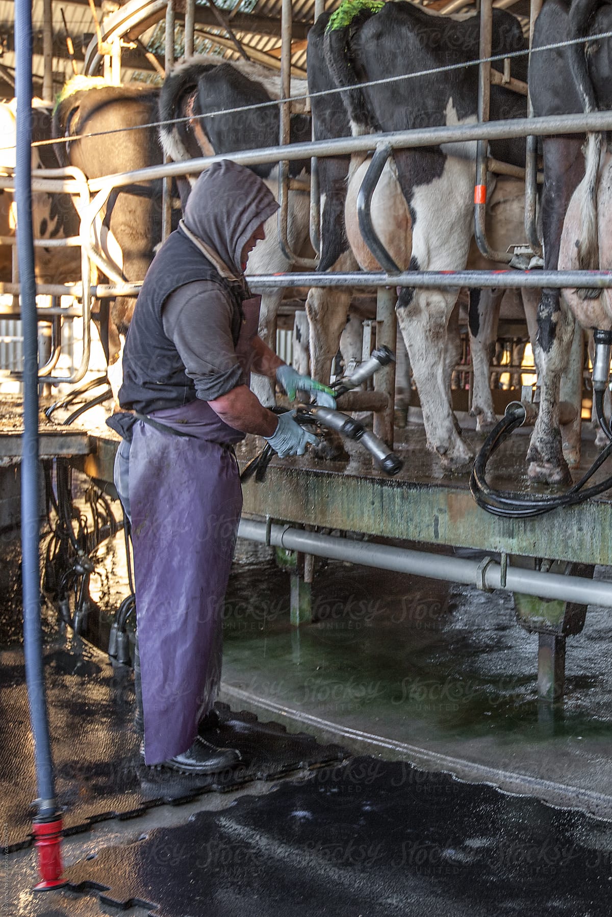 Farmer Milking the Cows
